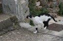 gal/cro 08/_thb_small-IMG_5346.JPG